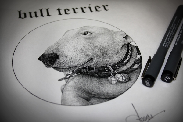 Bull terrier 