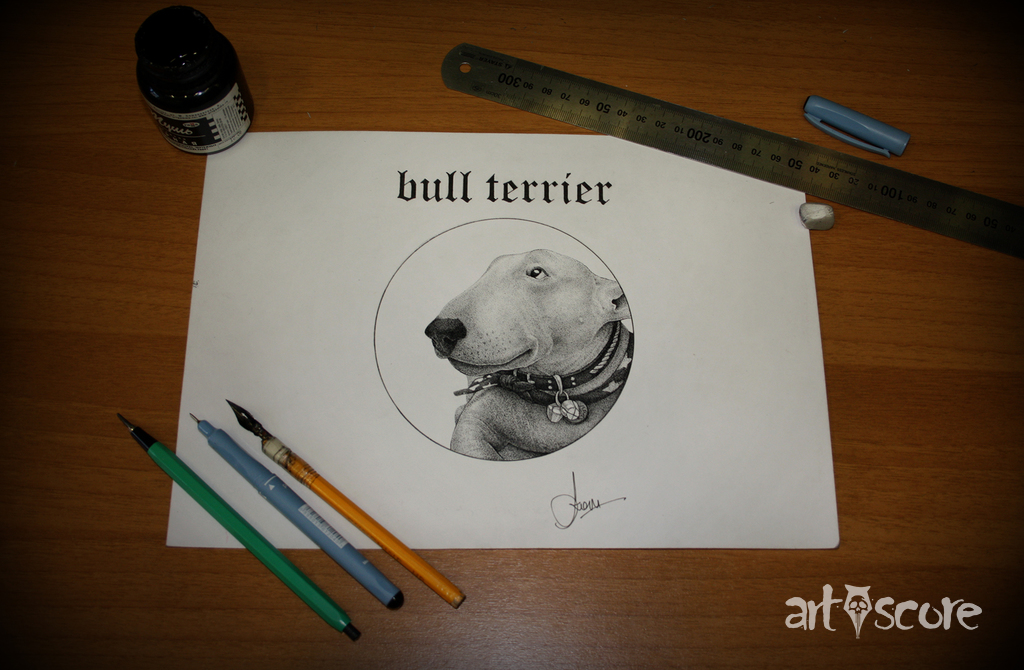 Bull terrier 